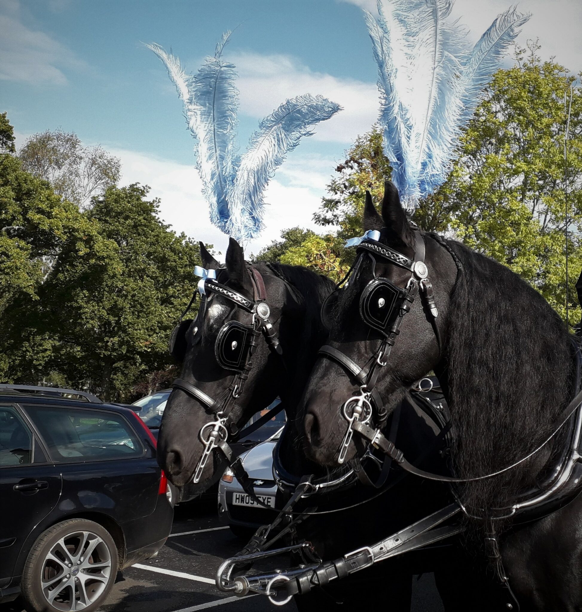 Horse Drawn Funerals – Paul Walsh Funerals